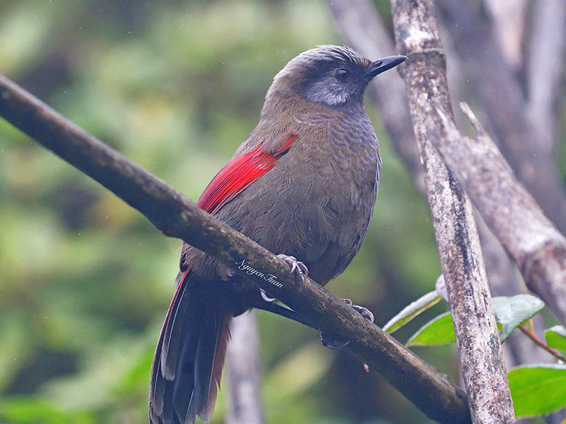 Birds of Vietnam