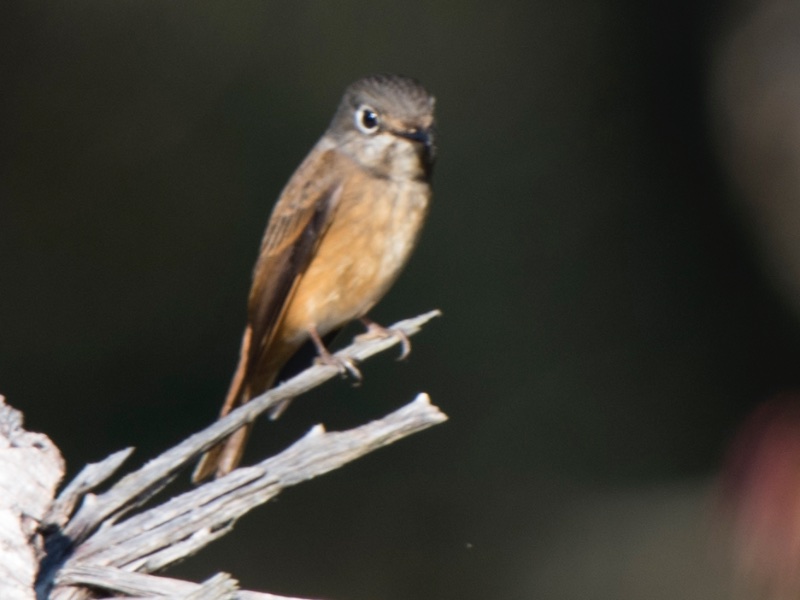 Birds of Vietnam