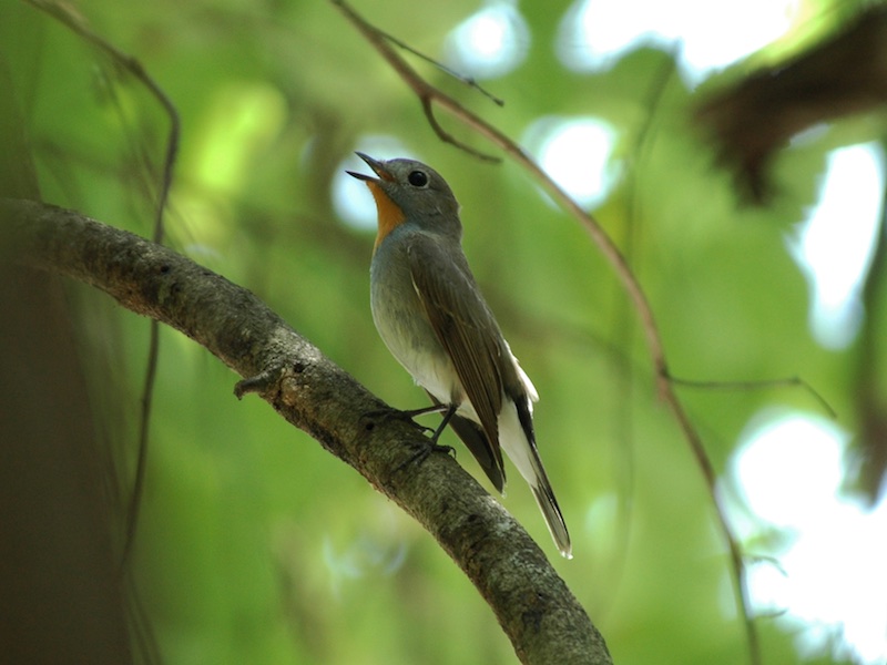 Birds of Vietnam