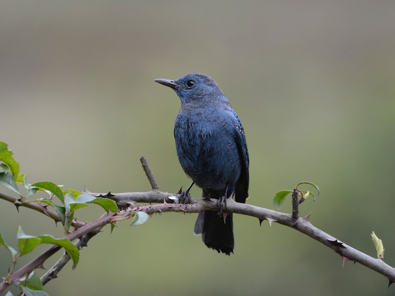Birds of Vietnam