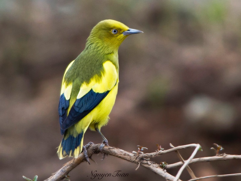 Birds of Vietnam