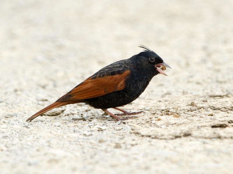 Birds of Vietnam