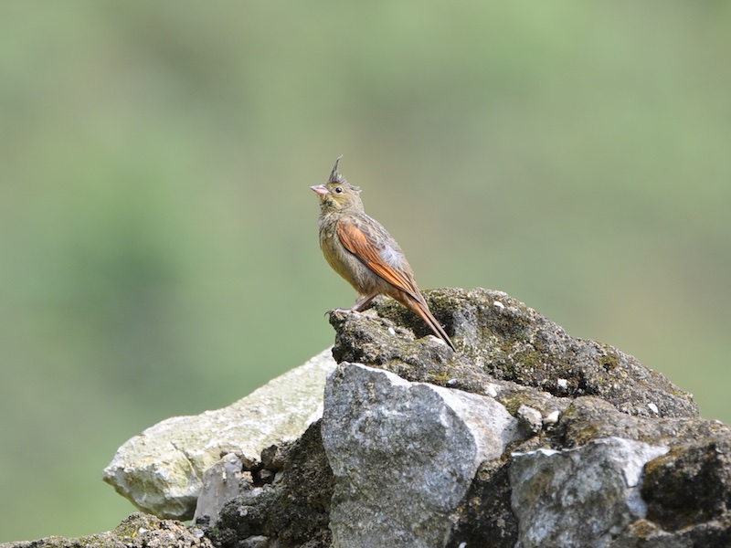 Birds of Vietnam