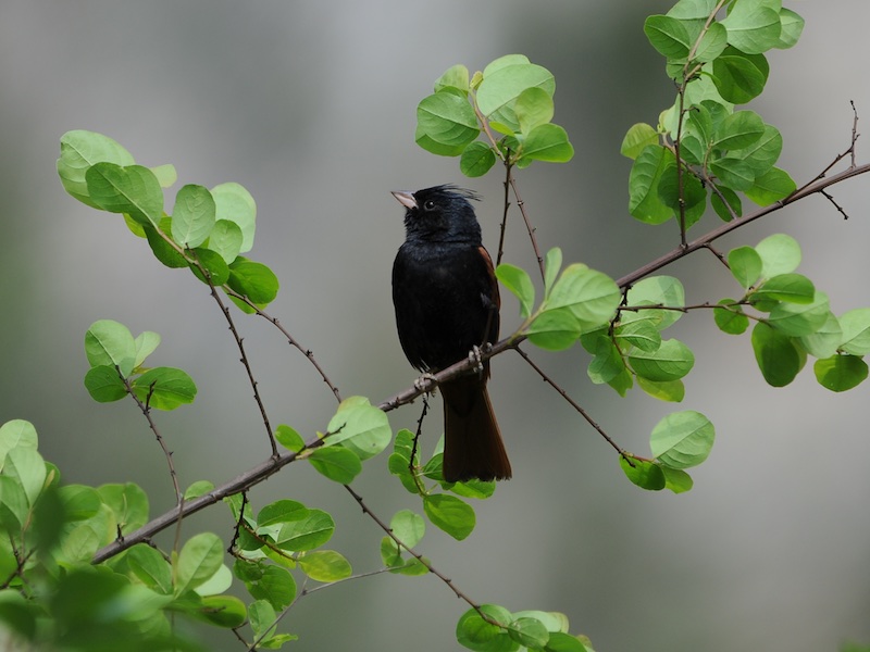 Birds of Vietnam
